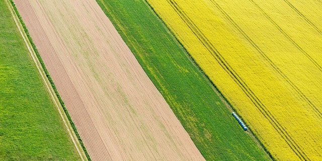 Pohled na česká pole připomíná malířskou abstrakci. Zemědělci mají řepku rádi, dá se dobře zpeněžit, protože se používá v biopalivech. Foto: Tomáš Vocelka, Aktuálně.cz c5ff75d33ca2ae70a49c32e59230_w1254_h835_g646d988a54ae11e8bacfac1f6b220ee8_1254x835_-min.jpg
