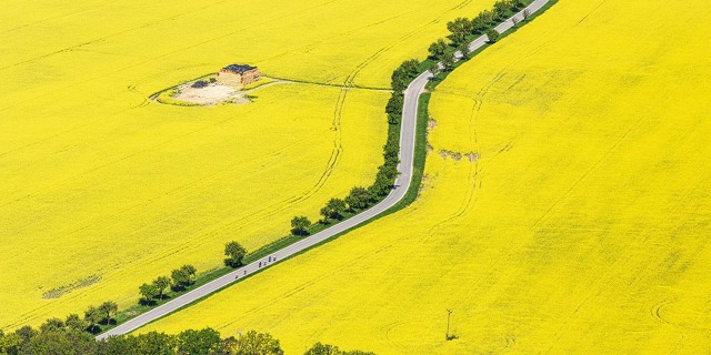 Silnice a cyklisté v řepkovém poli. Řada lidí si stěžuje na záplavy pylu, ale s oblaky žlutého prachu řepka nemá nic společného. Foto: Tomáš Vocelka, Aktuálně.cz d50c75c73b51a37ebb9fe603f5be_w1365_h768_g4770e05254ae11e89509ac1f6b220ee8_1280x720_-min.jpg