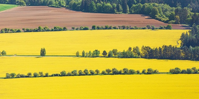 Aleje kolem cest se v té žluté záplavě ztrácejí. Lány řepky zabírají v Česku každoročně 12 až 16 procent orné půdy. Foto: Tomáš Vocelka, Aktuálně.cz 50c11a9d3bc993b15198fa8839c0_w1295_h809_g2963638c54ae11e8b8efac1f6b220ee8_1280x800_-min.jpg